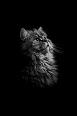 Maine Coon Cat Black & White Wall Art