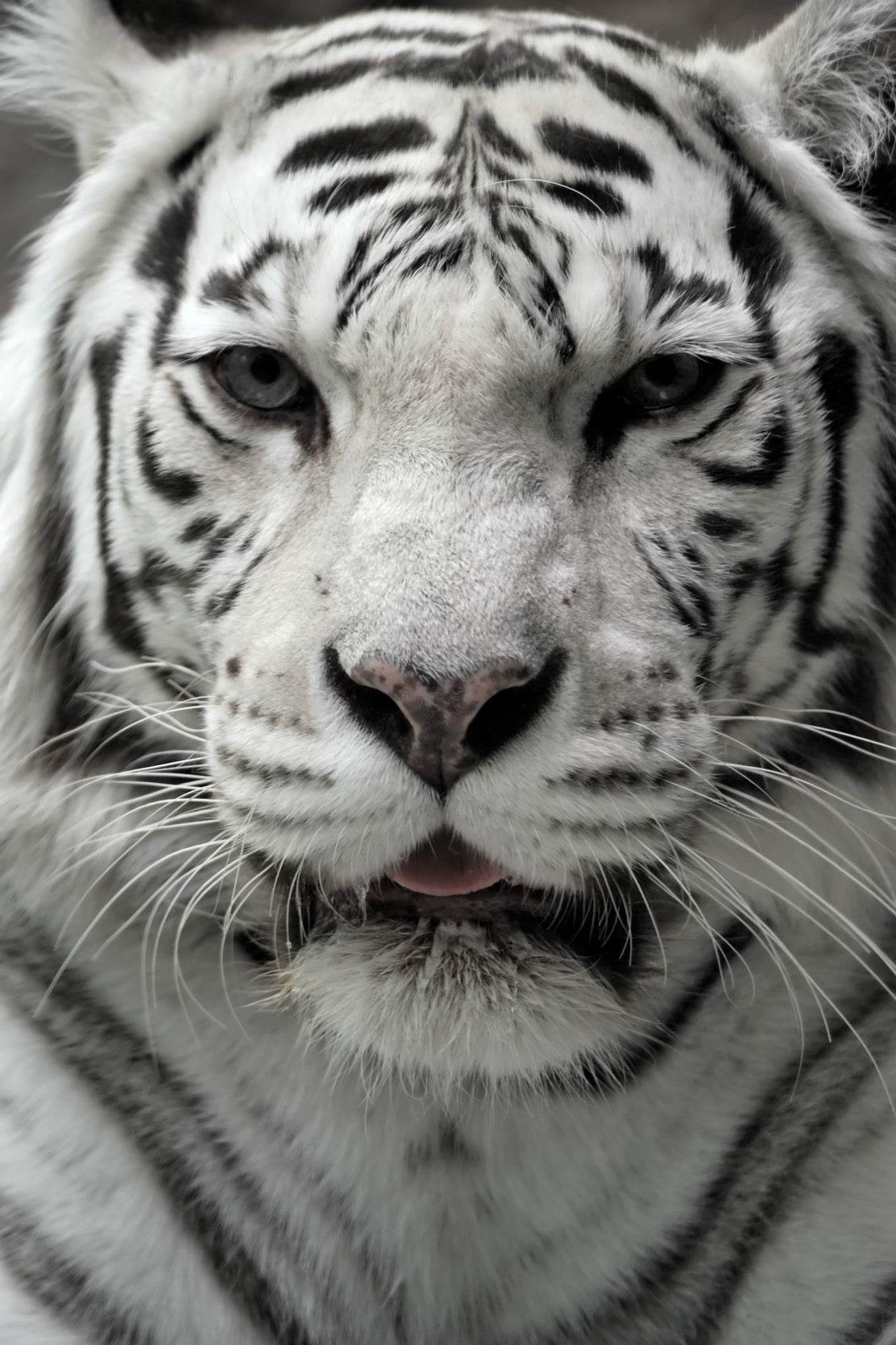 Bengal Tiger Animal Wall Art - beink online art store