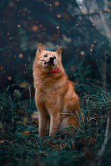 Finnish Spitz Animal Wall Art - beink online art store