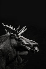 Alaska Moose Black & White Wall Art