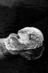 Sea Otter Black & White Wall Art