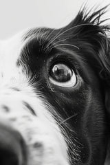 Border Collie Dog Black & White Wall Art