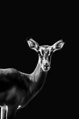 Impala Black and White Wall Art