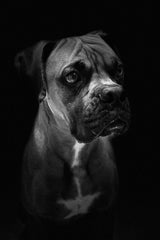 Boxer Dog Black & White Wall Art