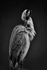 Spoonbills Black & White Wall Art