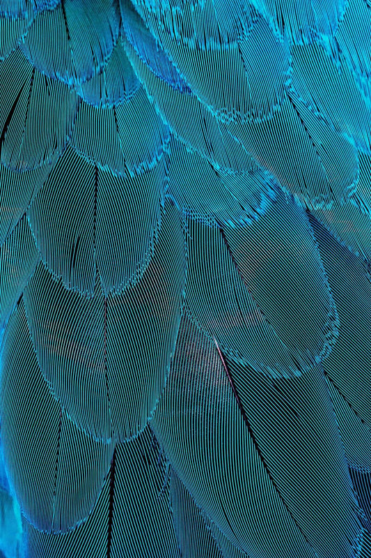 Blue Bird Feather Abstract Wall Art - beink online art store