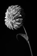 Dahlia Black & White Wall Art