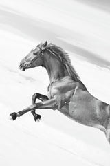 Sorrel Horse Black & White Wall Art