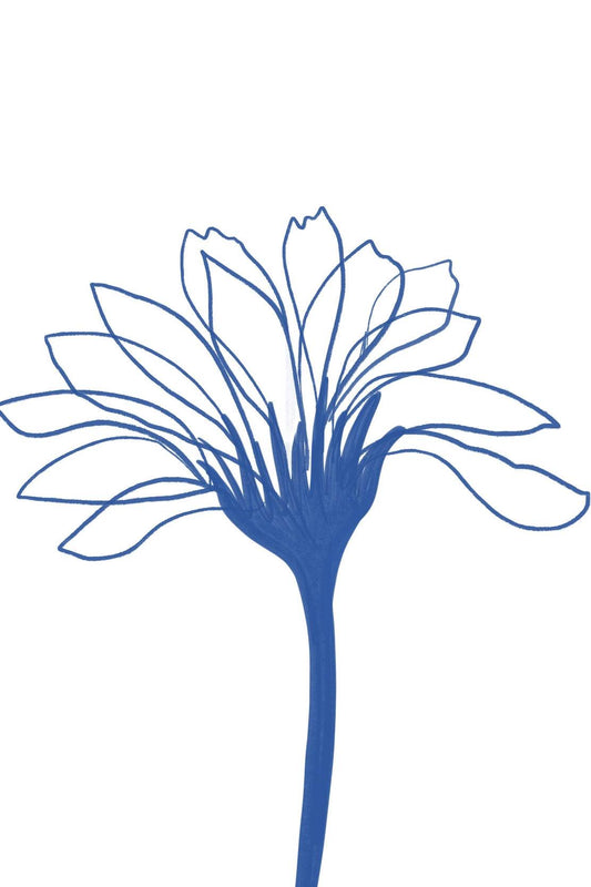 Blue Agapanthus Wall Art - beink online art store