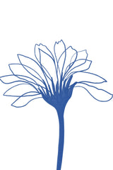 Blue Agapanthus Wall Art