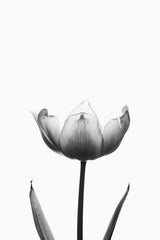 Tulip Black & White Wall Art