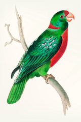 Watorcolor Painting of Green Parrot Wall Art