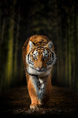 Picture of Siberian Tiger Wall Art - beink online art store