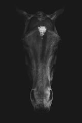 Stallion Black & White Wall Art