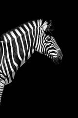 Zebra Black & White Wall Art