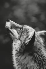 Coyote Black & White Wall Art