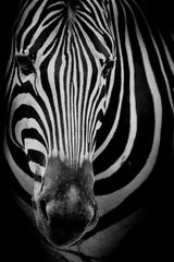 Zebra Black & White Wall Art