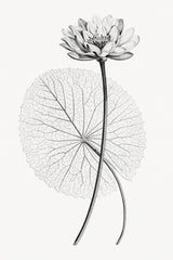 Vintage Lotus Black & White Wall Art