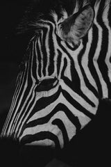 Zebra Black & White Wall Art