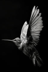 Hummingbird Black & White Wall Art