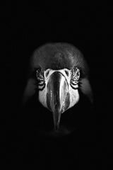 Macaw Black & White Wall Art