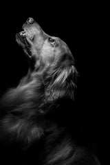 Flat-Coated Retriever Black & White Wall Art