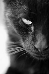 Static Eyes Cat Black & White Wall Art