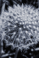 Common Dandelion Black & White Wall Art