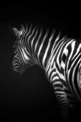 Zebra Black & White Wall Art