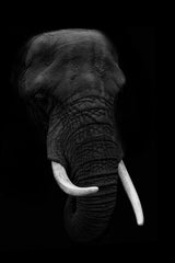 African Bush Elephant Black & White Wall Art