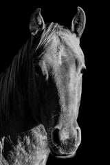 American Quarter Horse Black & White Wall Art