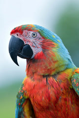 Beautiful Macaw Parrot Wall Art