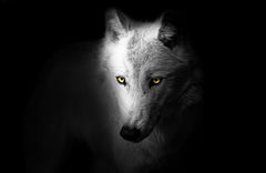 Arctic Wolf Black & White Wall Art