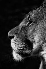 Barbary Lion Black & White Wall Art