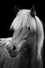 Icelandic Horse Black & White Wall Art