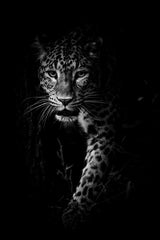 Amur Leopard Black & White Wall Art