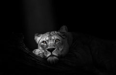 Asiatic Lion Black & White Wall Art