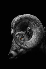 Bighorn Sheep Black & White Wall Art