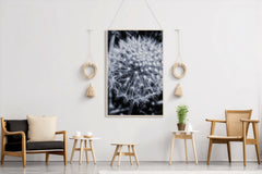 Common Dandelion Black & White Wall Art