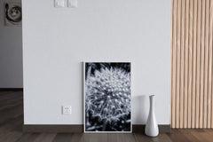 Common Dandelion Black & White Wall Art