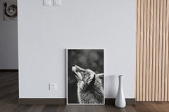 Coyote Black & White Wall Art