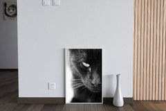 Static Eyes Cat Black & White Wall Art