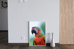 Beautiful Macaw Parrot Wall Art