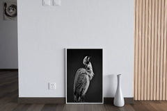 Spoonbills Black & White Wall Art