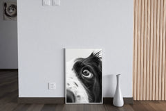 Border Collie Dog Black & White Wall Art