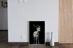 Impala Black & White Wall Art