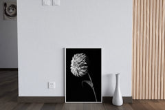 Dahlia Black & White Wall Art