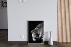 Barbary Lion Black & White Wall Art