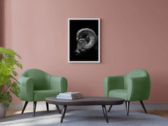 Bighorn Sheep Black & White Wall Art