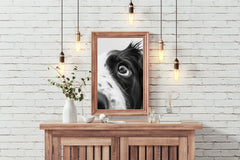 Border Collie Dog Black & White Wall Art